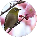 クリスタル profile picture