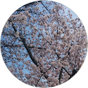 mieko profile picture